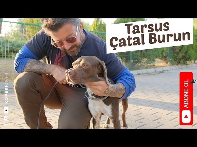 Köpek Irkları - Tarsus Çatal Burun