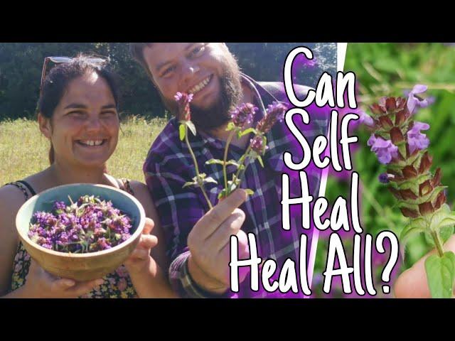 Self Heal - Everything You Need To Know & How to Use This Healing Wild Herb  (prunela vulgaris)