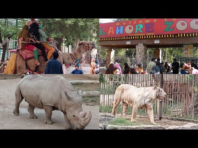 Lahore Zoo 2021 || Wildlife Park In Lahore Pakistan || Discover Zoo By Saima Ali Official