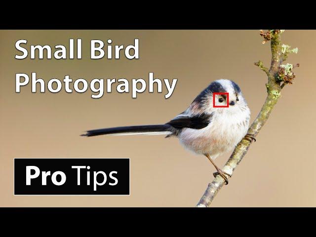 How to Photograph Small Birds: Camera Settings & Techniques (Advanced)