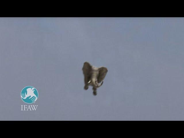 IFAW "Amazing Jumbo Elephant Landing"