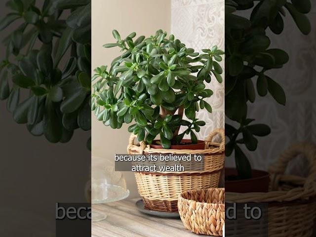 FENG SHUI Best Indoor Plants Part 1 | Julie Khuu