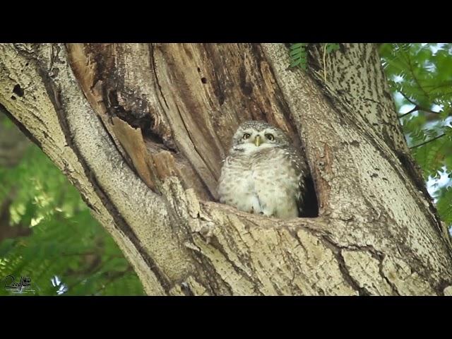 SPOTTED OWLET preening moment