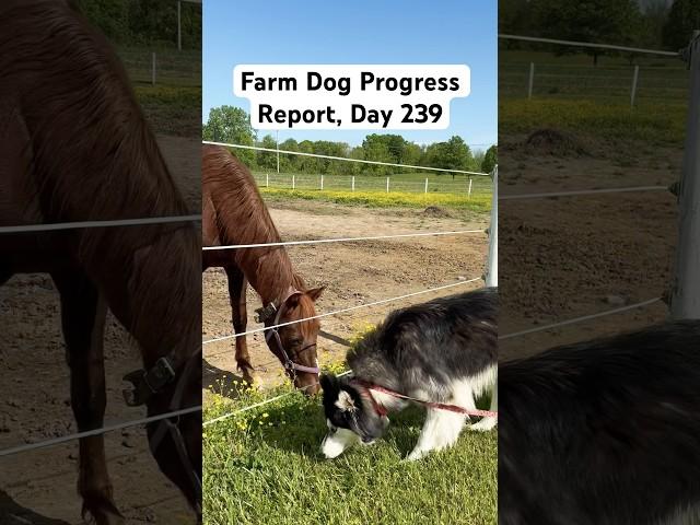 Farm dog Progress Report #shorts #short #fyp