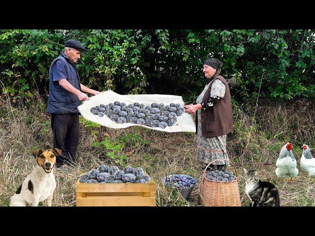 Готовим Варенья из Свежих Чернослив. Сушим Чернослив на Зиму.