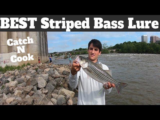 Best Lure For Striped Bass: How To Catch Striped Bass From Shore - Catch & Cook | SFSC