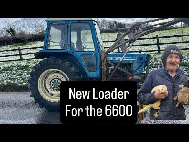 New Tractor Loader and lambs getting big #farm #farming #sheep #cows #irish #ireland #tractors #dogs