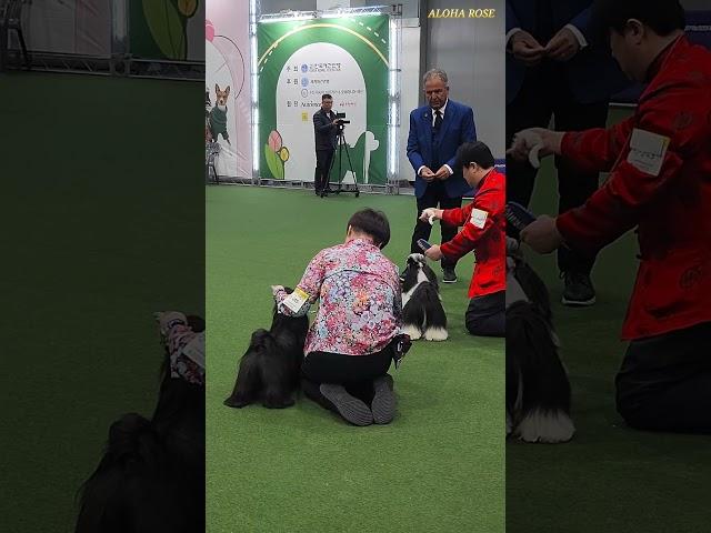 240317 애견연맹 도그쇼 블랙시츄 #shorts #강아지 #도그쇼