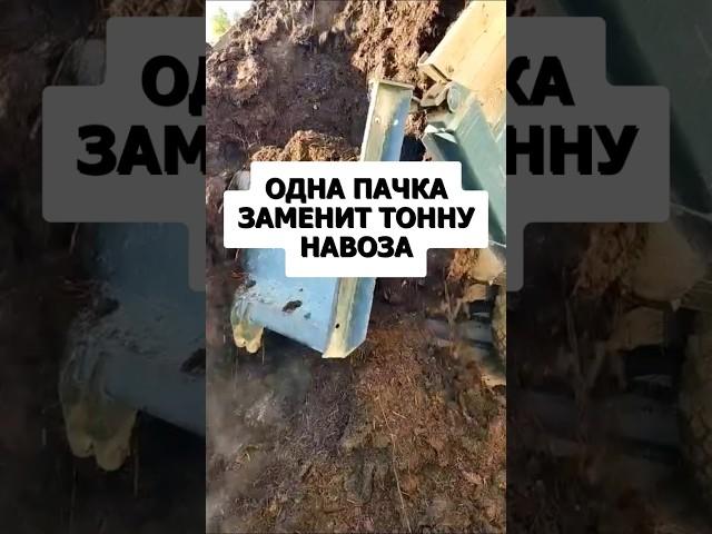 Одна пачка заменит тонну навоза. Перегной больше не использую #огород #дача #сад #урожай