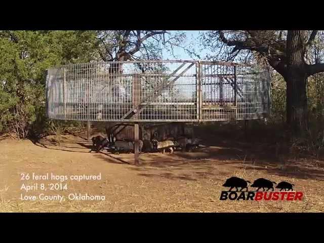 BoarBuster Feral Hog Trap Drop | Feral Hog Trapping