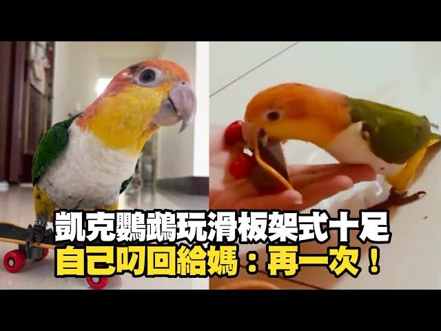 凱克鸚鵡玩滑板架式十足！　自己叼回給媽：還要再一次｜寵物動物｜鳥