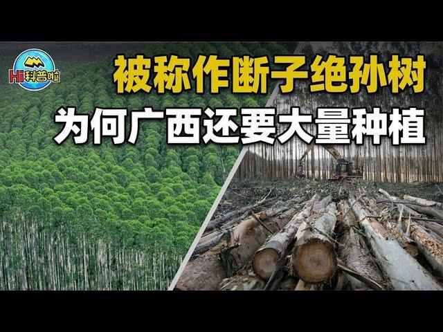 桉树：曾经的摇钱树，现在是断子绝孙树？“禁桉令”说明一切【Hi科普啦】