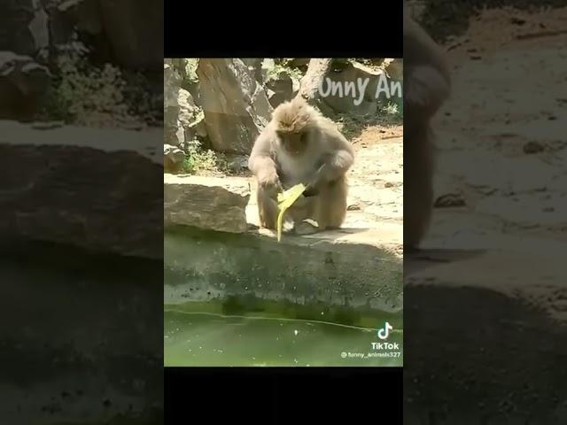 Cute and funny animals video compilation  part- 2