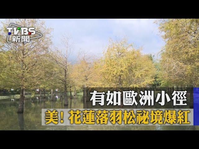 【TVBS】美！有如歐洲小徑　花蓮落羽松祕境爆紅