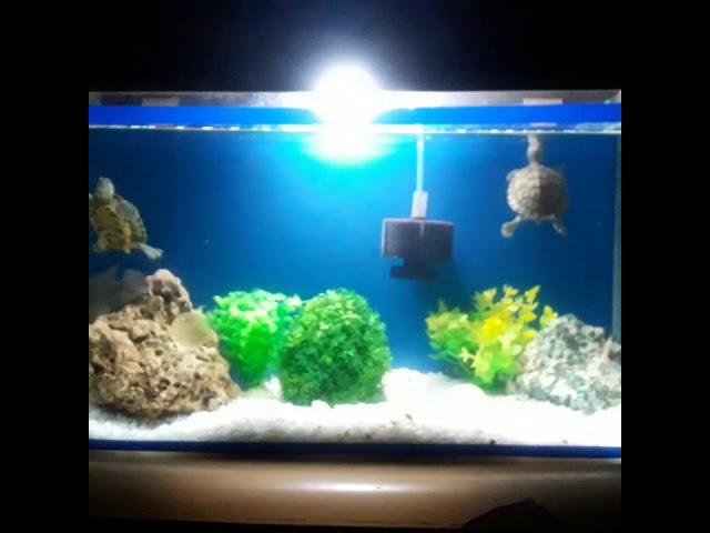 My new fish tank