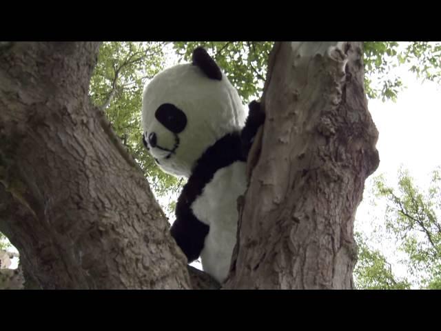 Panda tree climb!