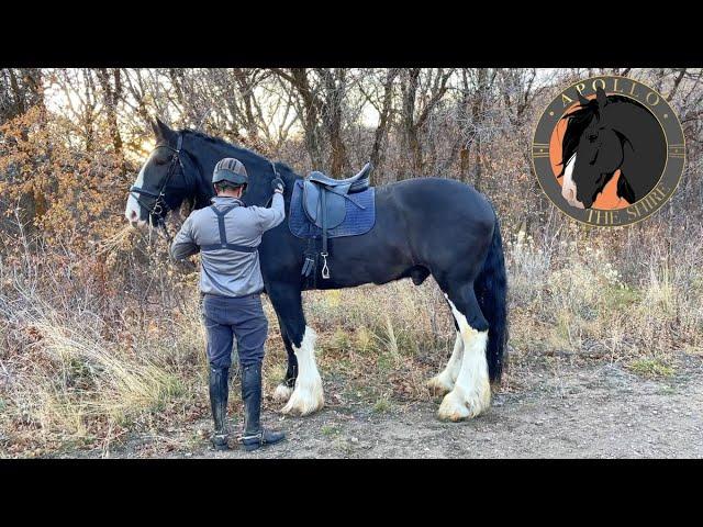 Trail Ride on a GIANT shire horse  - Apollo The Shire goes on a mountain trail ride