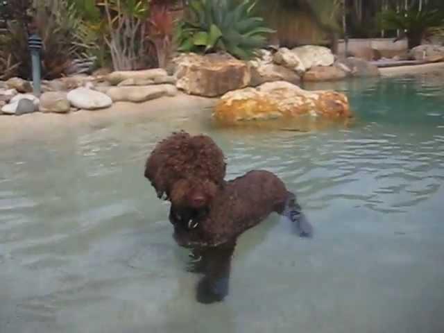 Lazy Lagotto Swimming