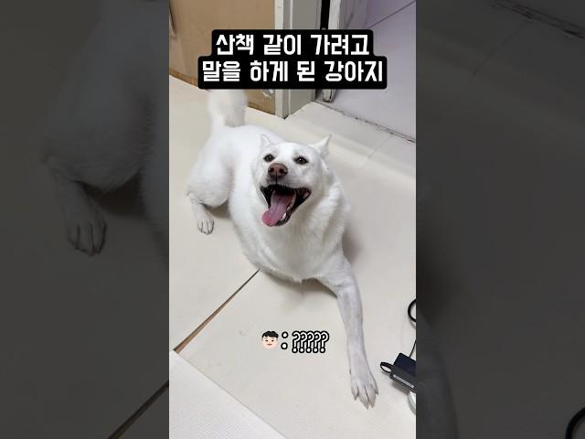 산책 같이 가려고 말을 하게 된 강아지 #shorts