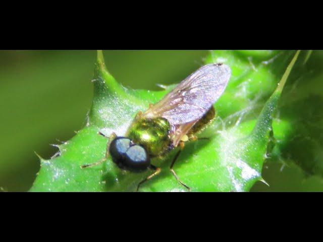 Chloromyia formosa  Broad centurion  Greece by Theo Fotiadis