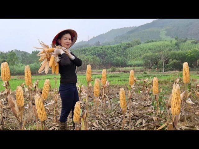 The Female CEO harvests corn. The journey to rescue the CEO and find the single mother. Part 59