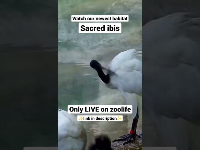 New habitat LIVE on zoolife 