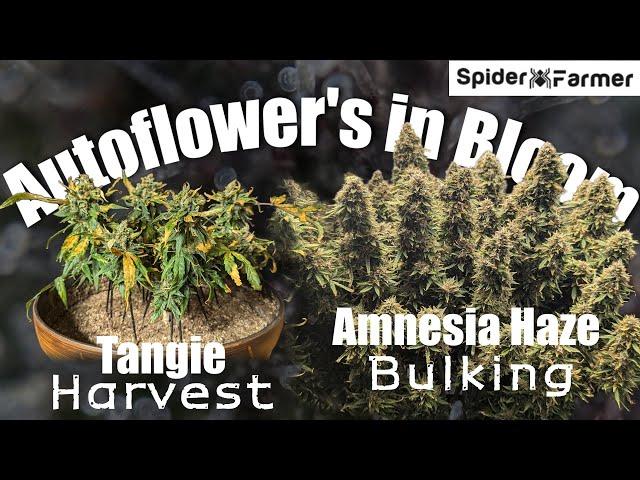 How I Grow E18- Problems in Bloom - Tangie and Amnesia Haze - Spiderfarmer SF4000 Kit