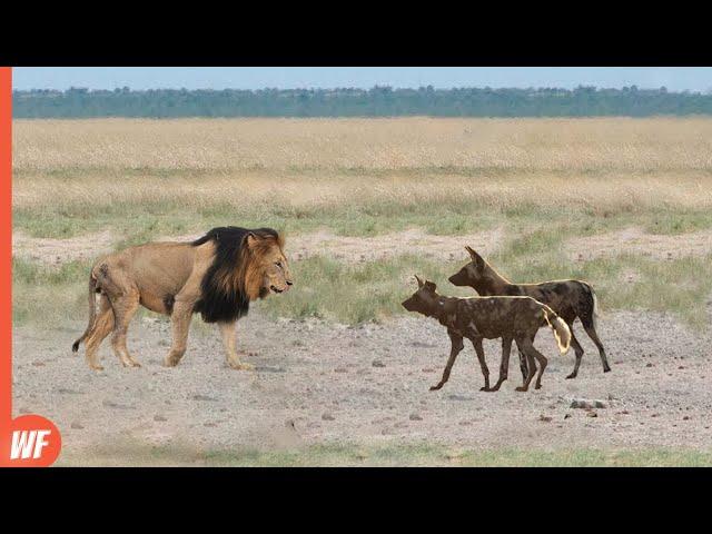 Look How This Lion Ended These Dogs