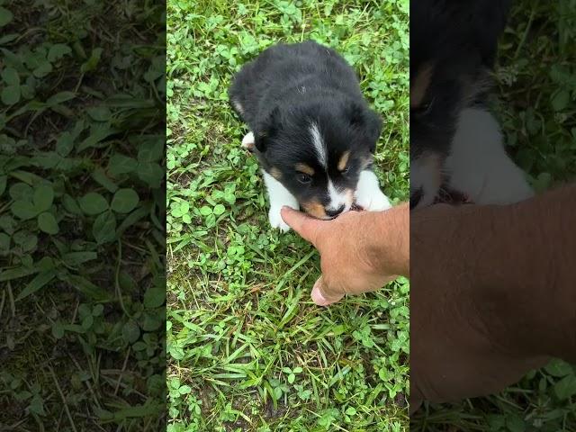 Miss Sally Mini Aussie Puppy