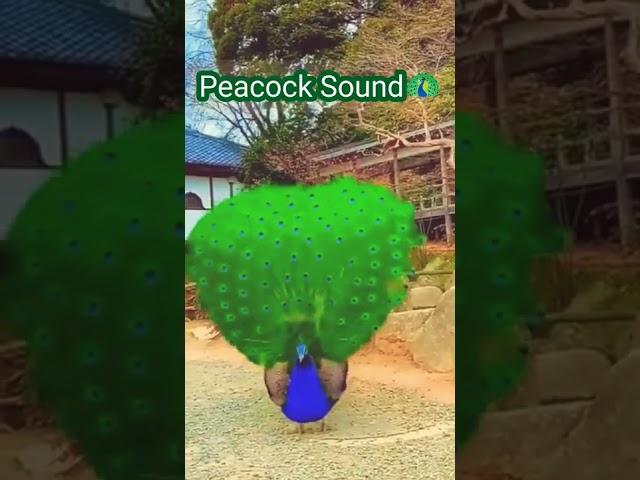 Peacock Sound | PEACOCK #shorts