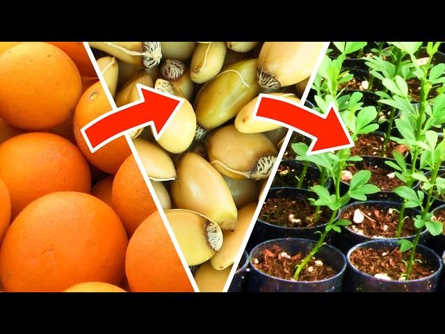 Growing Citrus Trees from Seed – Fruit to Seedling