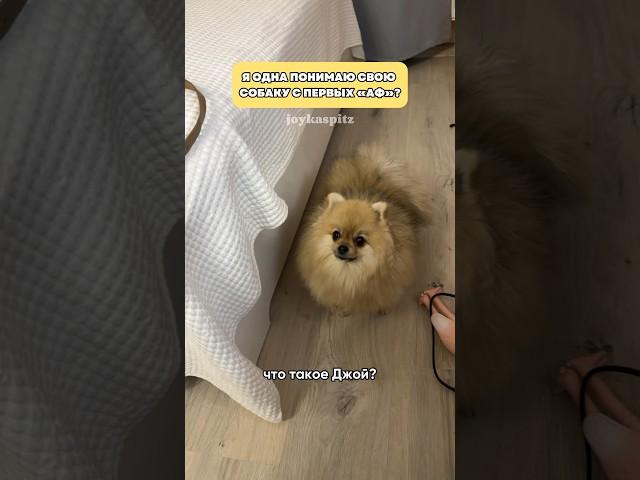 Ее дед был Шерлок Помс #минишпиц #собака #pets #pomeranian #смешноевидео #шпиц #собаки