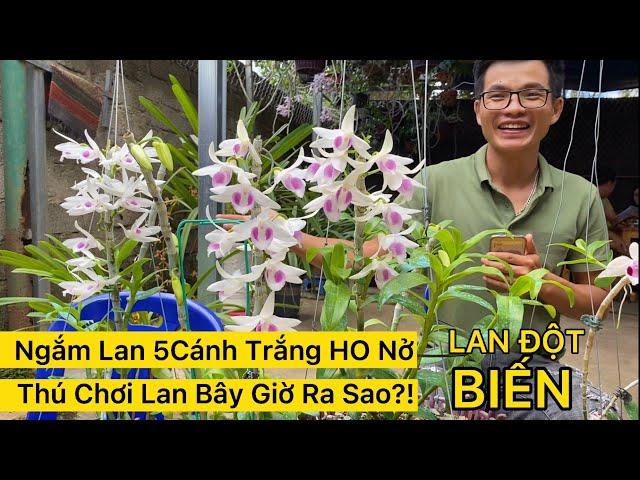 5CT HO Nở Hoa | Lan Đột Biến Bây Giờ Ra Sao?!