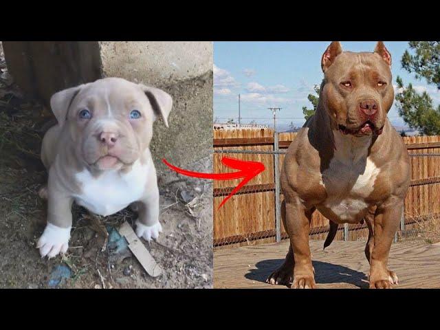 I'm a Big Kid Now Cute Baby Animals to Adult  Dogs Glow Up Compilation