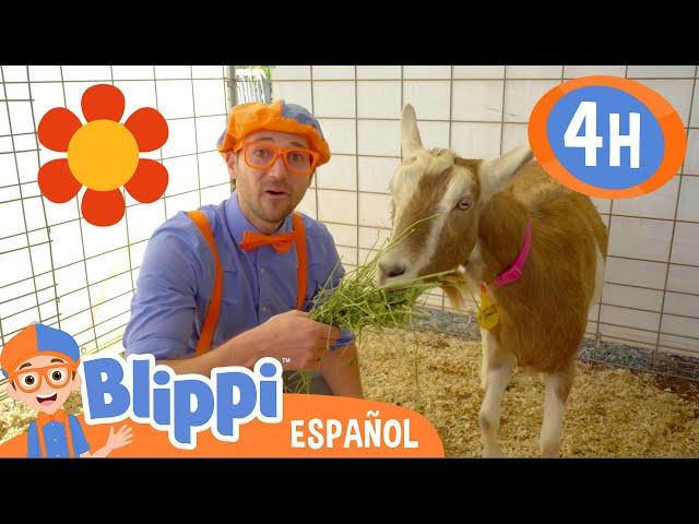 ¡Blippi va a una granja! | Blippi Español | Videos educativos para niños | Aprende y Juega