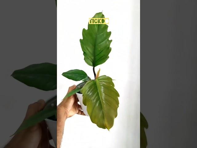 Indoor plants shop#New plant shop#marthandam plant shop#tamilnadu plant shop