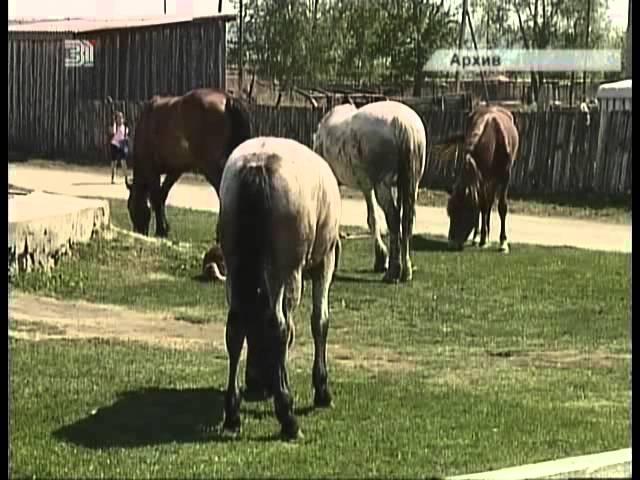 Южноуральские коневоды выращивают лошадь-гибрид