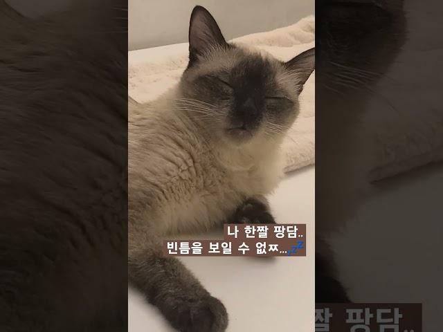 나 한쨜 팡담.. 절대 빈틈을 보일 수 없ㅈ... #shorts #funnycatvideos #funnycat #웃긴고양이 #똥고양이