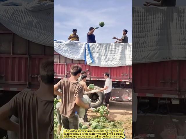 Teamwork in Action – Watermelon Loading Scene！