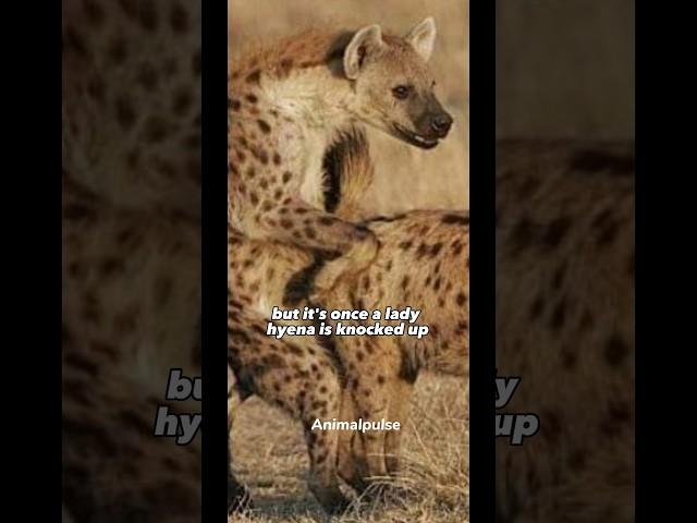 Birth is Ridiculously Dangerous For All Hyenas