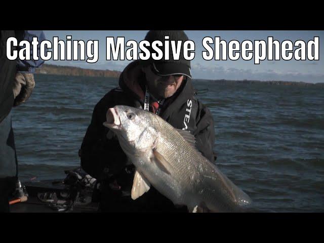 Catching Massive Sheephead in Eastern Ontario | Fish'n Canada