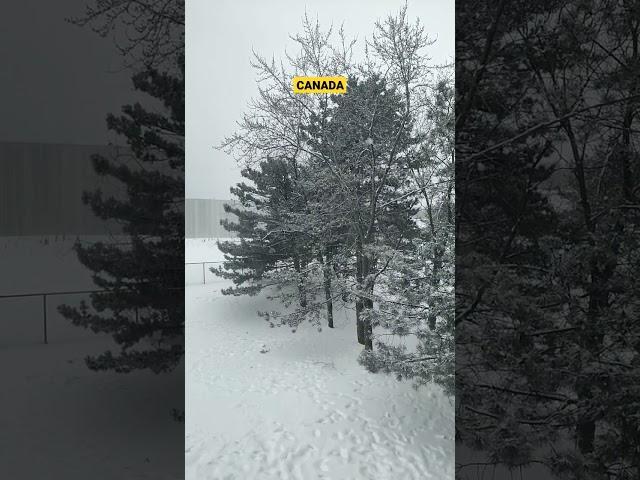 Canada's Winter Wonderland | Winters in Canada #shorts | Post Malone Sunflower