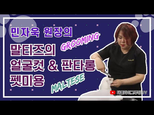 민자욱 심사위원의 말티즈의 얼굴컷 & 판타롱컷 세미나 / Judge Min Ja-wook - Maltese's Face Cut & Fantalong Cut Grooming