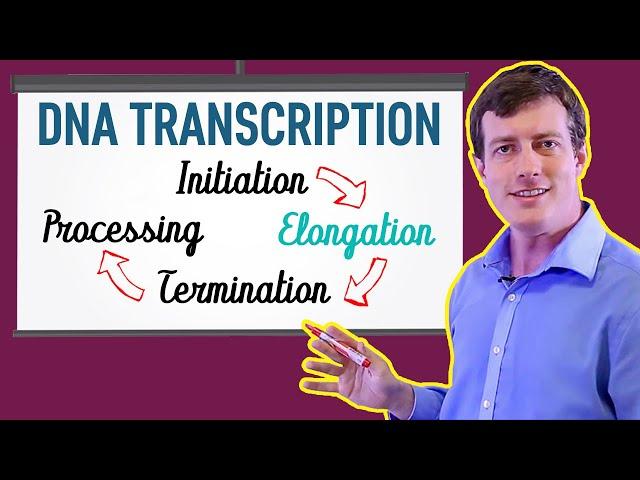 DNA Transcription Made EASY | Part 2: Elongation