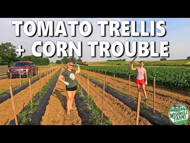Watermelon Pollinators + Tomato Trellising…and a Costly Corn Mistake!