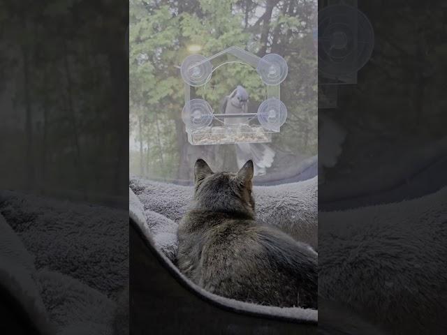 Privacy Film Bird Watching, with Cats!