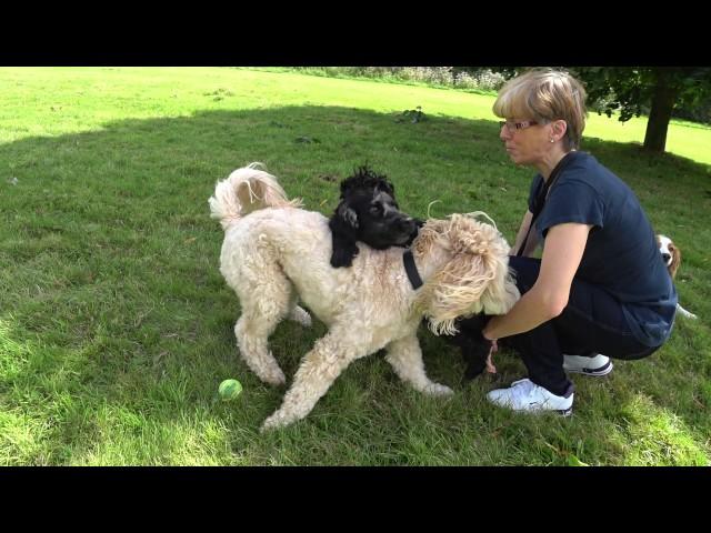 Ollie and Buddy - Play Fight, Dawson