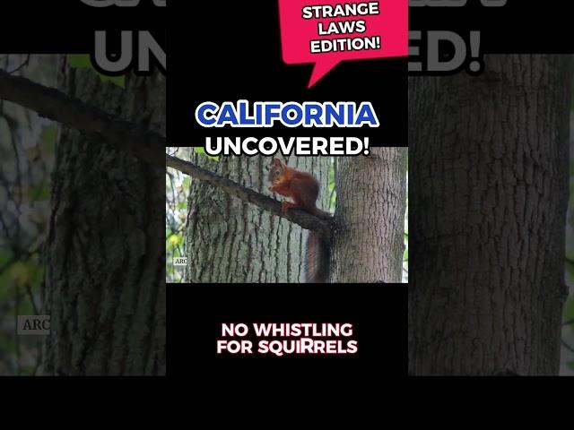 Explore California! - No Singing in Bathrobes | No Whistling for Squirrels