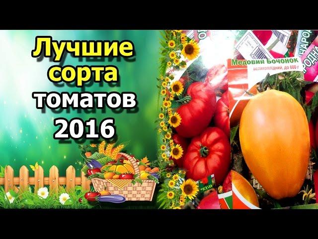 Лучшие сорта томатов 2016. Любимые, вкусные и урожайные помидоры.