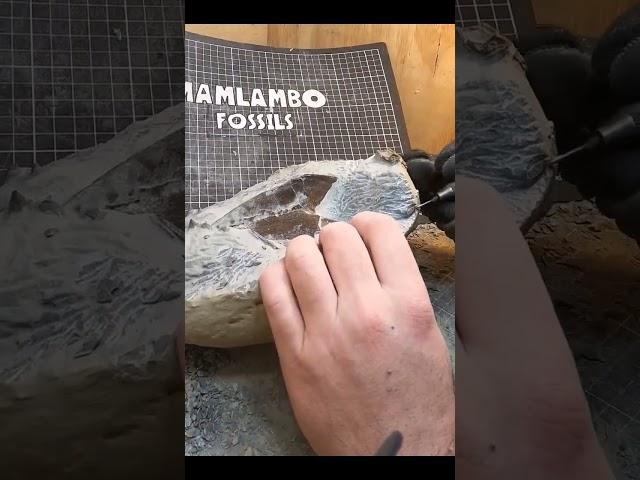5 months of work to reveal this fossil penguin  #fossil #reveal #geology #paleontology
